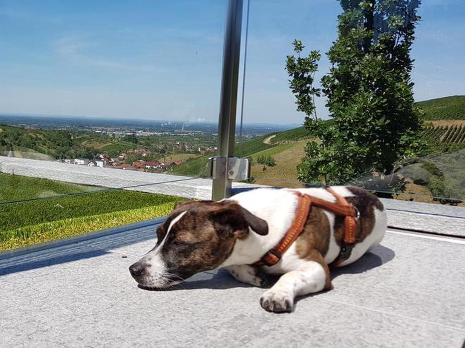 Ferienhaus Mit Panoramablick Bühlertal Eksteriør billede